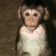 Baby Monkey