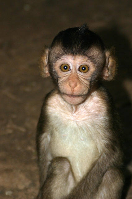 Baby Monkey