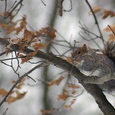Camoflaged Squirrel