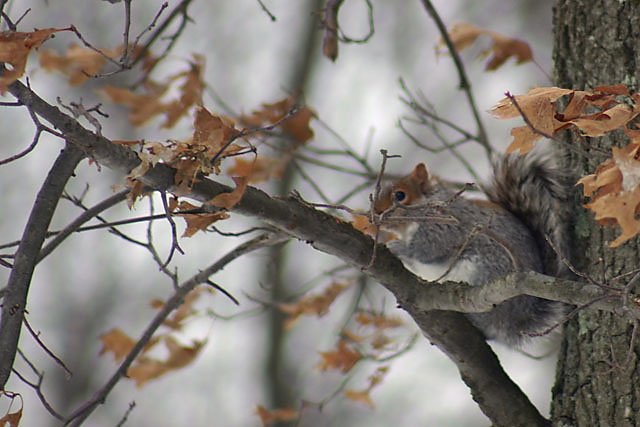 Camoflaged Squirrel