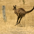 Chasing Roos