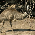 Emu