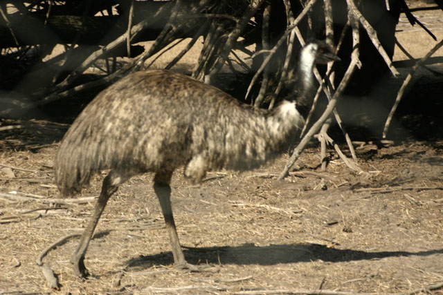 Emu