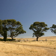 Nullarbor Cemetary
