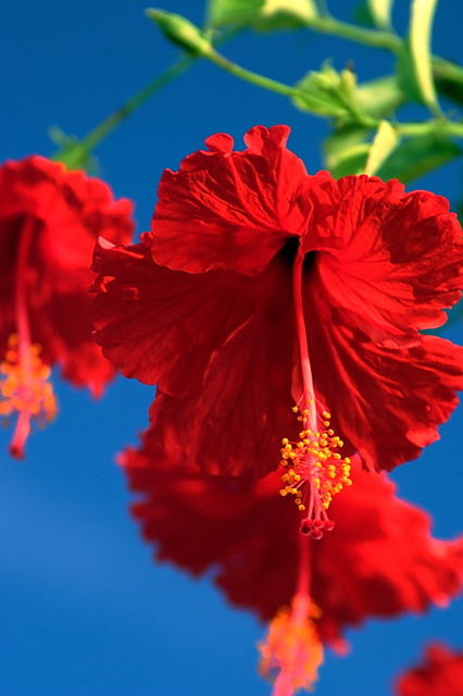 Hibiscus