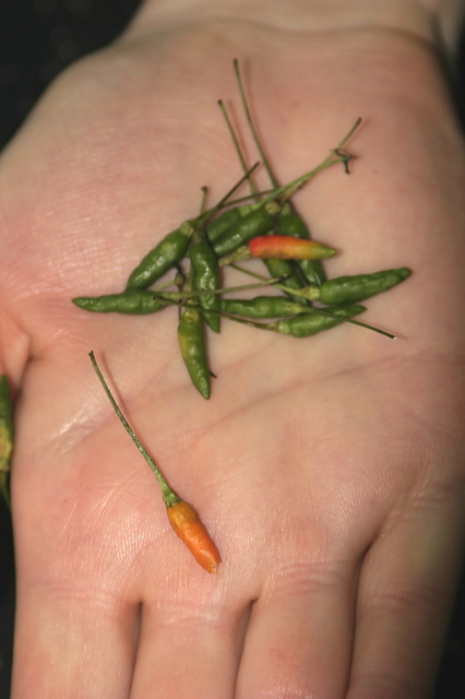 The Hottest Pepper Ever