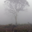 Foggy Tree