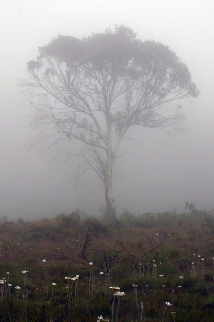 Foggy Tree