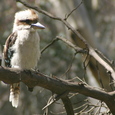 Kookaburra