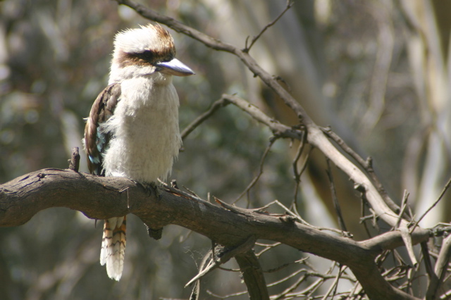 Kookaburra
