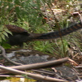 Lyrebird