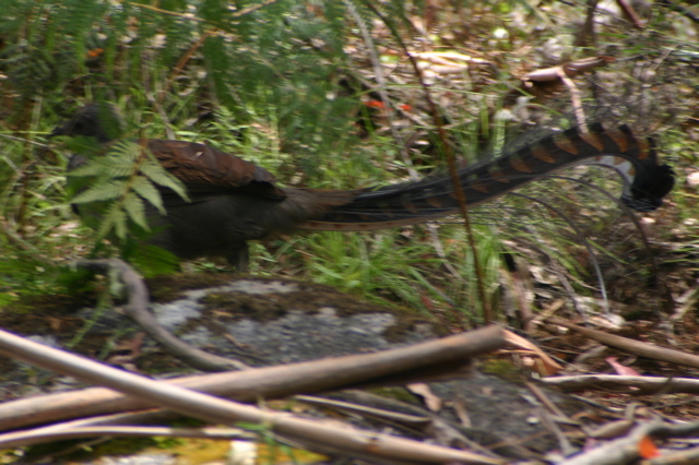 Lyrebird
