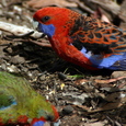 Rosella