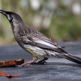 Wattlebird