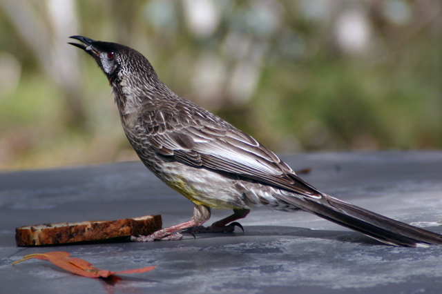 Wattlebird