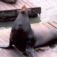 Sealion