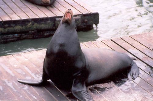 Sealion